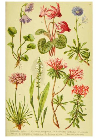 Reproducción/Reproduction 6022063844: Alpen-Flora für Touristen und Pflanzenfreunde Stuttgart :Verlag für Naturkunde Sprösser & Nägele,1904