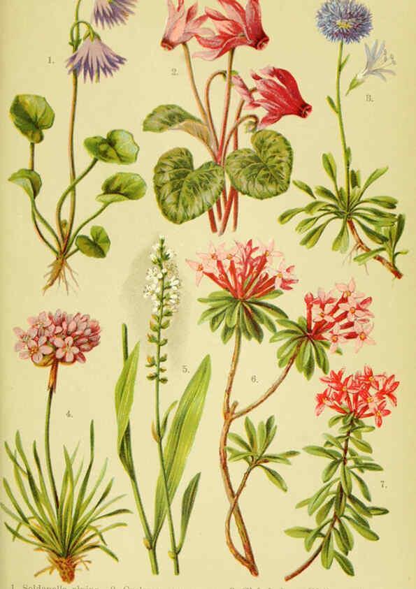 Reproducción/Reproduction 6022063844: Alpen-Flora für Touristen und Pflanzenfreunde Stuttgart :Verlag für Naturkunde Sprösser & Nägele,1904