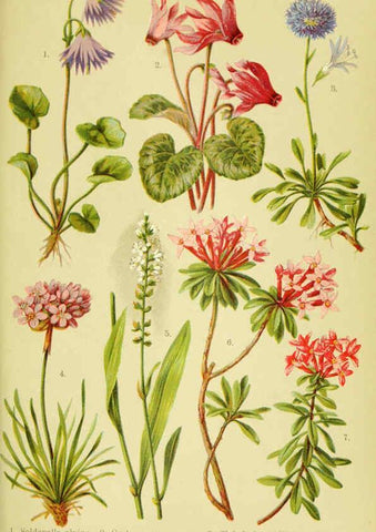 Reproducción/Reproduction 6022063844: Alpen-Flora für Touristen und Pflanzenfreunde Stuttgart :Verlag für Naturkunde Sprösser & Nägele,1904