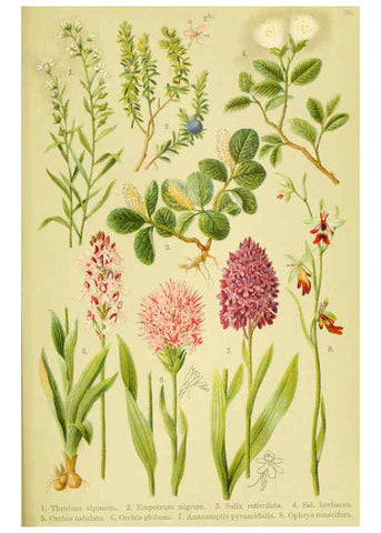 Reproducción/Reproduction 6021510113: Alpen-Flora für Touristen und Pflanzenfreunde Stuttgart :Verlag für Naturkunde Sprösser & Nägele,1904
