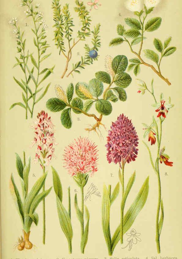Reproducción/Reproduction 6021510113: Alpen-Flora für Touristen und Pflanzenfreunde Stuttgart :Verlag für Naturkunde Sprösser & Nägele,1904