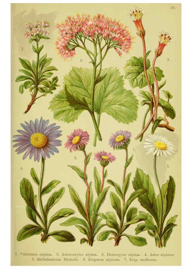 Reproducción/Reproduction 6021504453: Alpen-Flora für Touristen und Pflanzenfreunde Stuttgart :Verlag für Naturkunde Sprösser & Nägele,1904