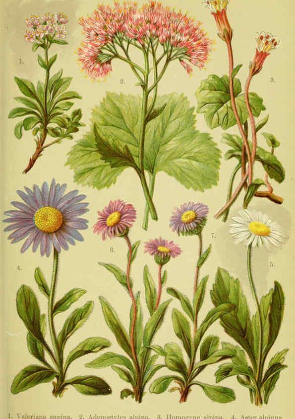 Reproducción/Reproduction 6021504453: Alpen-Flora für Touristen und Pflanzenfreunde Stuttgart :Verlag für Naturkunde Sprösser & Nägele,1904