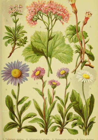 Reproducción/Reproduction 6021504453: Alpen-Flora für Touristen und Pflanzenfreunde Stuttgart :Verlag für Naturkunde Sprösser & Nägele,1904