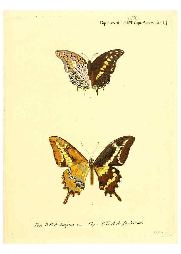 Reproducción/Reproduction 6012550412: Die ausländischen Schmetterlinge in Abbildungen nach der Natur. v.2, plates Erlangen :im Verlage der Expedition des Esper'schen Schmetterlings- und des Schreber'schen Säugthierwerkes,[1830] 