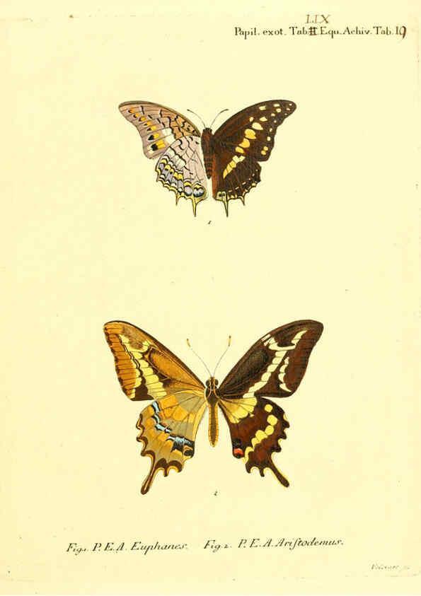 Reproducción/Reproduction 6012550412: Die ausländischen Schmetterlinge in Abbildungen nach der Natur. v.2, plates Erlangen :im Verlage der Expedition des Esper'schen Schmetterlings- und des Schreber'schen Säugthierwerkes,[1830] 