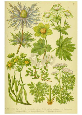 Reproducción/Reproduction 6022058090: Alpen-Flora für Touristen und Pflanzenfreunde Stuttgart :Verlag für Naturkunde Sprösser & Nägele,1904