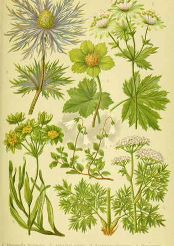 Reproducción/Reproduction 6022058090: Alpen-Flora für Touristen und Pflanzenfreunde Stuttgart :Verlag für Naturkunde Sprösser & Nägele,1904