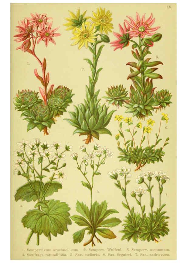 Reproducción/Reproduction 6021503577: Alpen-Flora für Touristen und Pflanzenfreunde Stuttgart :Verlag für Naturkunde Sprösser & Nägele,1904