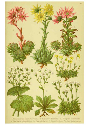 Reproducción/Reproduction 6021503577: Alpen-Flora für Touristen und Pflanzenfreunde Stuttgart :Verlag für Naturkunde Sprösser & Nägele,1904