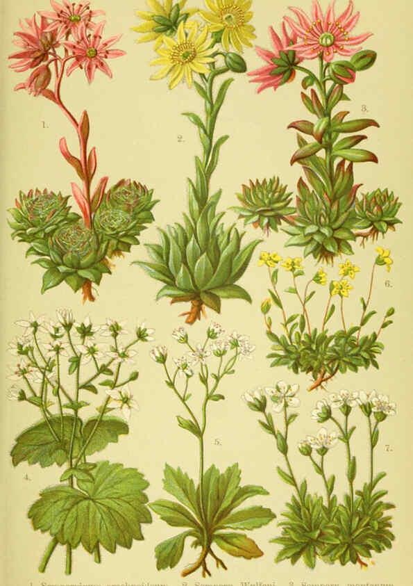 Reproducción/Reproduction 6021503577: Alpen-Flora für Touristen und Pflanzenfreunde Stuttgart :Verlag für Naturkunde Sprösser & Nägele,1904