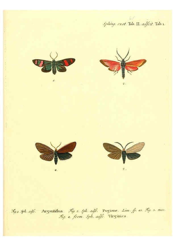Reproducción/Reproduction 6012004263: Die ausländischen Schmetterlinge in Abbildungen nach der Natur. v.2, plates Erlangen :im Verlage der Expedition des Esper'schen Schmetterlings- und des Schreber'schen Säugthierwerkes,[1830] 
