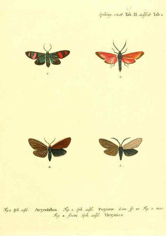 Reproducción/Reproduction 6012004263: Die ausländischen Schmetterlinge in Abbildungen nach der Natur. v.2, plates Erlangen :im Verlage der Expedition des Esper'schen Schmetterlings- und des Schreber'schen Säugthierwerkes,[1830] 