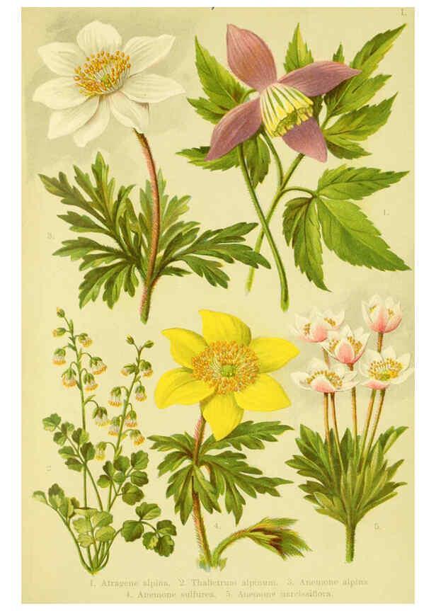 Reproducción/Reproduction 6021498419: Alpen-Flora für Touristen und Pflanzenfreunde Stuttgart :Verlag für Naturkunde Sprösser & Nägele,1904