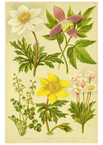 Reproducción/Reproduction 6021498419: Alpen-Flora für Touristen und Pflanzenfreunde Stuttgart :Verlag für Naturkunde Sprösser & Nägele,1904