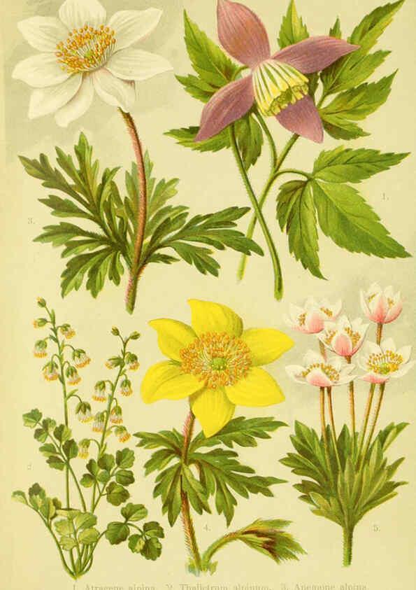 Reproducción/Reproduction 6021498419: Alpen-Flora für Touristen und Pflanzenfreunde Stuttgart :Verlag für Naturkunde Sprösser & Nägele,1904