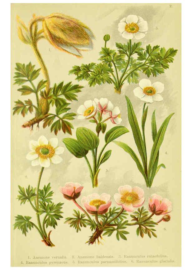 Reproducción/Reproduction 6021498759: Alpen-Flora für Touristen und Pflanzenfreunde Stuttgart :Verlag für Naturkunde Sprösser & Nägele,1904