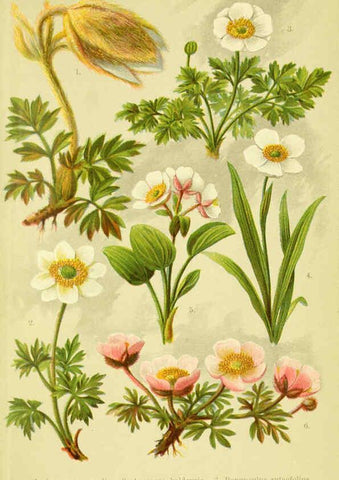 Reproducción/Reproduction 6021498759: Alpen-Flora für Touristen und Pflanzenfreunde Stuttgart :Verlag für Naturkunde Sprösser & Nägele,1904