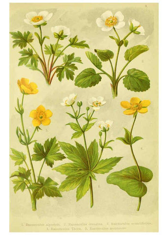 Reproducción/Reproduction 6021499079: Alpen-Flora für Touristen und Pflanzenfreunde Stuttgart :Verlag für Naturkunde Sprösser & Nägele,1904