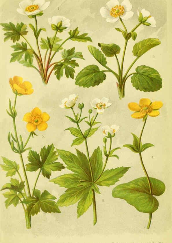 Reproducción/Reproduction 6021499079: Alpen-Flora für Touristen und Pflanzenfreunde Stuttgart :Verlag für Naturkunde Sprösser & Nägele,1904