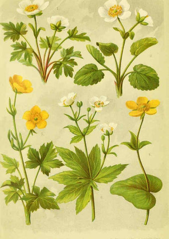 Reproducción/Reproduction 6021499079: Alpen-Flora für Touristen und Pflanzenfreunde Stuttgart :Verlag für Naturkunde Sprösser & Nägele,1904