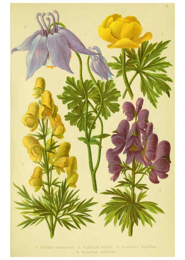 Reproducción/Reproduction 6021499337: Alpen-Flora für Touristen und Pflanzenfreunde Stuttgart :Verlag für Naturkunde Sprösser & Nägele,1904