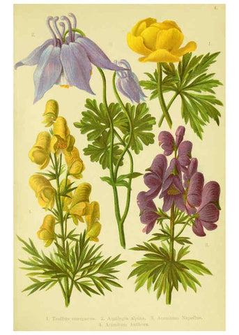 Reproducción/Reproduction 6021499337: Alpen-Flora für Touristen und Pflanzenfreunde Stuttgart :Verlag für Naturkunde Sprösser & Nägele,1904