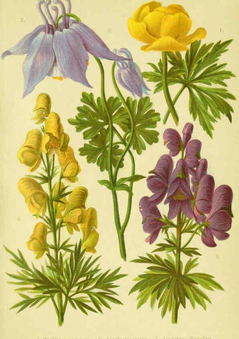 Reproducción/Reproduction 6021499337: Alpen-Flora für Touristen und Pflanzenfreunde Stuttgart :Verlag für Naturkunde Sprösser & Nägele,1904