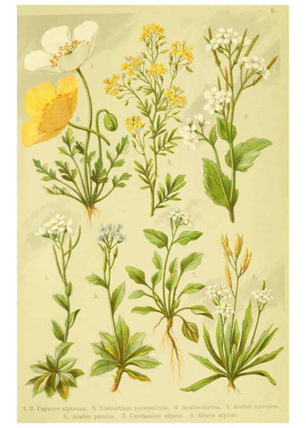 Reproducción/Reproduction 6021499849: Alpen-Flora für Touristen und Pflanzenfreunde Stuttgart :Verlag für Naturkunde Sprösser & Nägele,1904