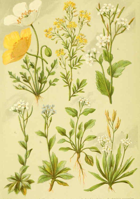 Reproducción/Reproduction 6021499849: Alpen-Flora für Touristen und Pflanzenfreunde Stuttgart :Verlag für Naturkunde Sprösser & Nägele,1904