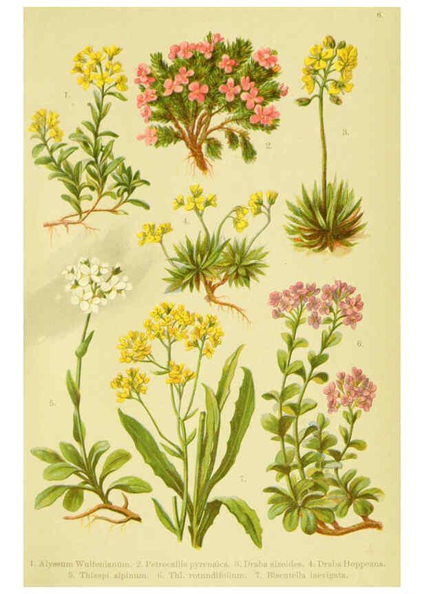 Reproducción/Reproduction 6021500413: Alpen-Flora für Touristen und Pflanzenfreunde Stuttgart :Verlag für Naturkunde Sprösser & Nägele,1904
