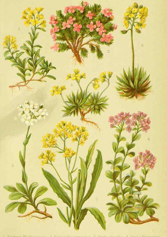Reproducción/Reproduction 6021500413: Alpen-Flora für Touristen und Pflanzenfreunde Stuttgart :Verlag für Naturkunde Sprösser & Nägele,1904