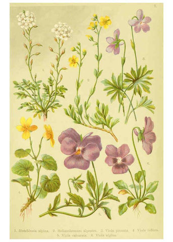 Reproducción/Reproduction 6021500759: Alpen-Flora für Touristen und Pflanzenfreunde Stuttgart :Verlag für Naturkunde Sprösser & Nägele,1904