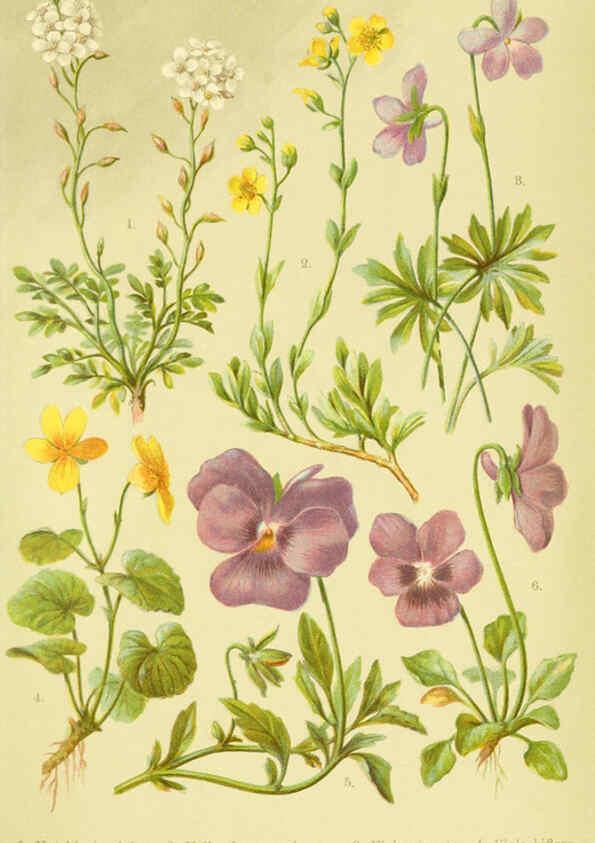 Reproducción/Reproduction 6021500759: Alpen-Flora für Touristen und Pflanzenfreunde Stuttgart :Verlag für Naturkunde Sprösser & Nägele,1904