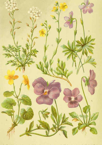 Reproducción/Reproduction 6021500759: Alpen-Flora für Touristen und Pflanzenfreunde Stuttgart :Verlag für Naturkunde Sprösser & Nägele,1904