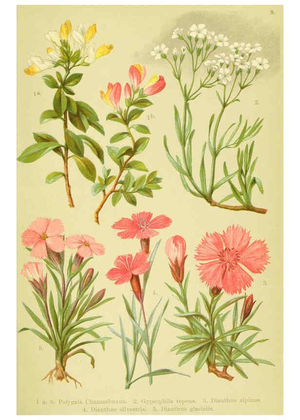 Reproducción/Reproduction 6022055024: Alpen-Flora für Touristen und Pflanzenfreunde Stuttgart :Verlag für Naturkunde Sprösser & Nägele,1904