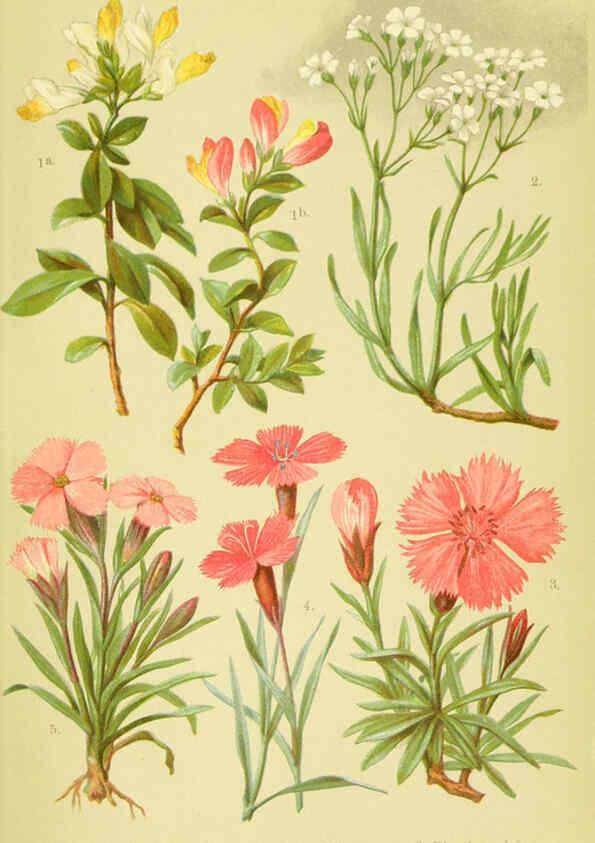 Reproducción/Reproduction 6022055024: Alpen-Flora für Touristen und Pflanzenfreunde Stuttgart :Verlag für Naturkunde Sprösser & Nägele,1904