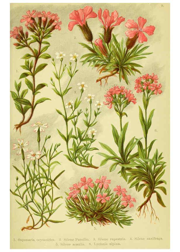 Reproducción/Reproduction 6021501463: Alpen-Flora für Touristen und Pflanzenfreunde Stuttgart :Verlag für Naturkunde Sprösser & Nägele,1904