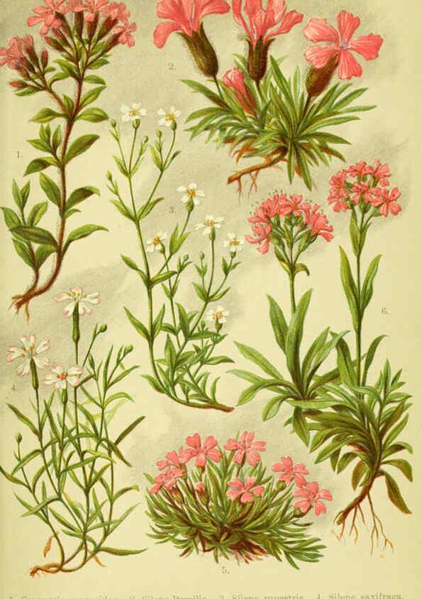 Reproducción/Reproduction 6021501463: Alpen-Flora für Touristen und Pflanzenfreunde Stuttgart :Verlag für Naturkunde Sprösser & Nägele,1904