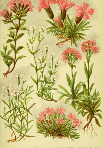 Reproducción/Reproduction 6021501463: Alpen-Flora für Touristen und Pflanzenfreunde Stuttgart :Verlag für Naturkunde Sprösser & Nägele,1904
