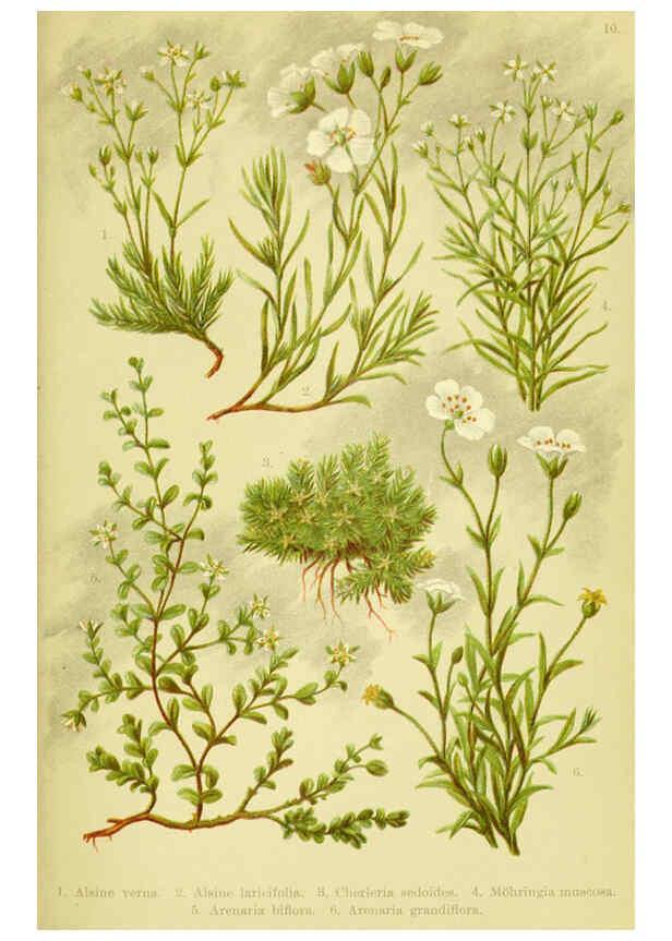 Reproducción/Reproduction 6022055580: Alpen-Flora für Touristen und Pflanzenfreunde Stuttgart :Verlag für Naturkunde Sprösser & Nägele,1904