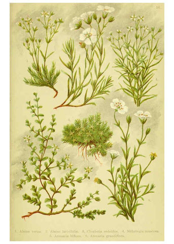 Reproducción/Reproduction 6022055580: Alpen-Flora für Touristen und Pflanzenfreunde Stuttgart :Verlag für Naturkunde Sprösser & Nägele,1904