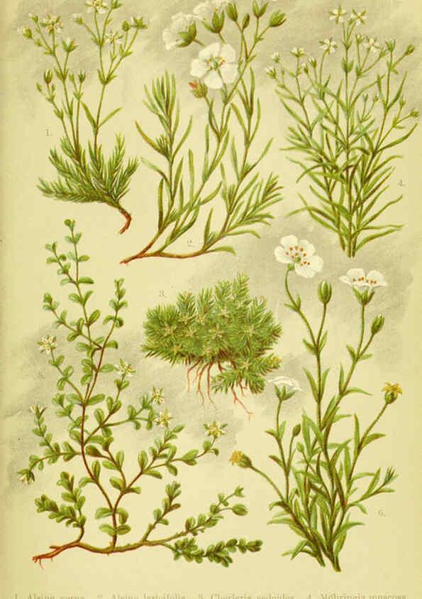 Reproducción/Reproduction 6022055580: Alpen-Flora für Touristen und Pflanzenfreunde Stuttgart :Verlag für Naturkunde Sprösser & Nägele,1904