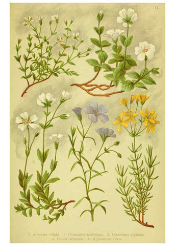 Reproducción/Reproduction 6021501993: Alpen-Flora für Touristen und Pflanzenfreunde Stuttgart :Verlag für Naturkunde Sprösser & Nägele,1904