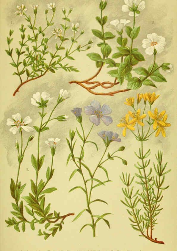 Reproducción/Reproduction 6021501993: Alpen-Flora für Touristen und Pflanzenfreunde Stuttgart :Verlag für Naturkunde Sprösser & Nägele,1904