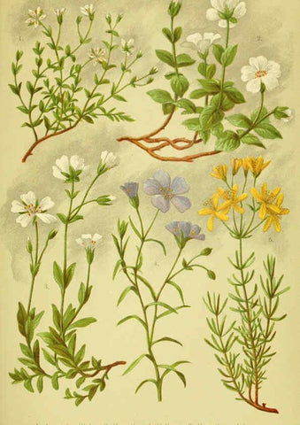 Reproducción/Reproduction 6021501993: Alpen-Flora für Touristen und Pflanzenfreunde Stuttgart :Verlag für Naturkunde Sprösser & Nägele,1904