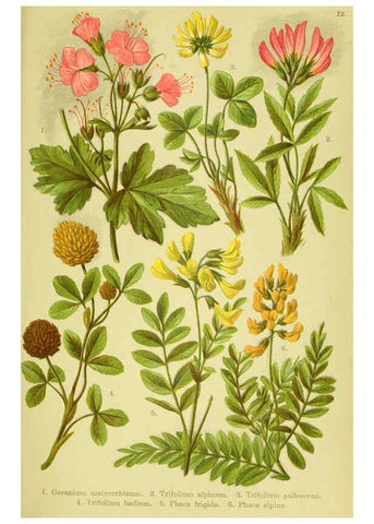 Reproducción/Reproduction 6021502283: Alpen-Flora für Touristen und Pflanzenfreunde Stuttgart :Verlag für Naturkunde Sprösser & Nägele,1904