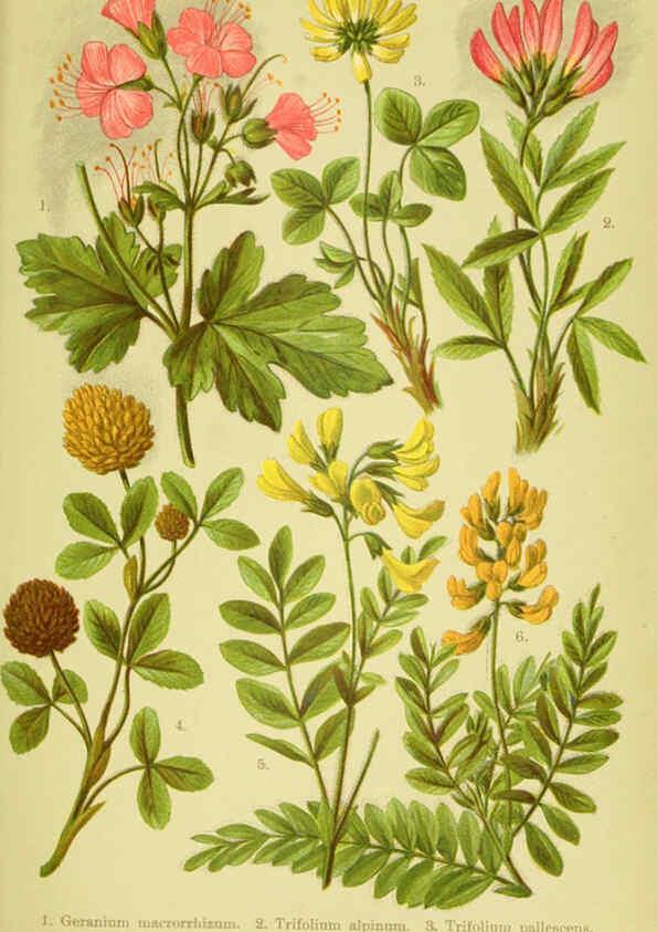 Reproducción/Reproduction 6021502283: Alpen-Flora für Touristen und Pflanzenfreunde Stuttgart :Verlag für Naturkunde Sprösser & Nägele,1904