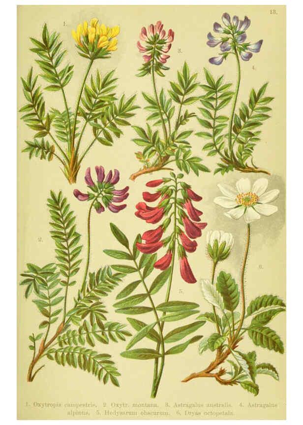 Reproducción/Reproduction 6022056384: Alpen-Flora für Touristen und Pflanzenfreunde Stuttgart :Verlag für Naturkunde Sprösser & Nägele,1904