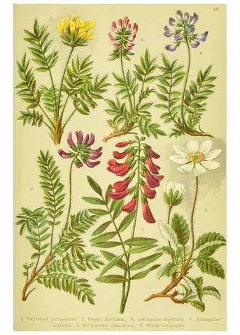 Reproducción/Reproduction 6022056384: Alpen-Flora für Touristen und Pflanzenfreunde Stuttgart :Verlag für Naturkunde Sprösser & Nägele,1904